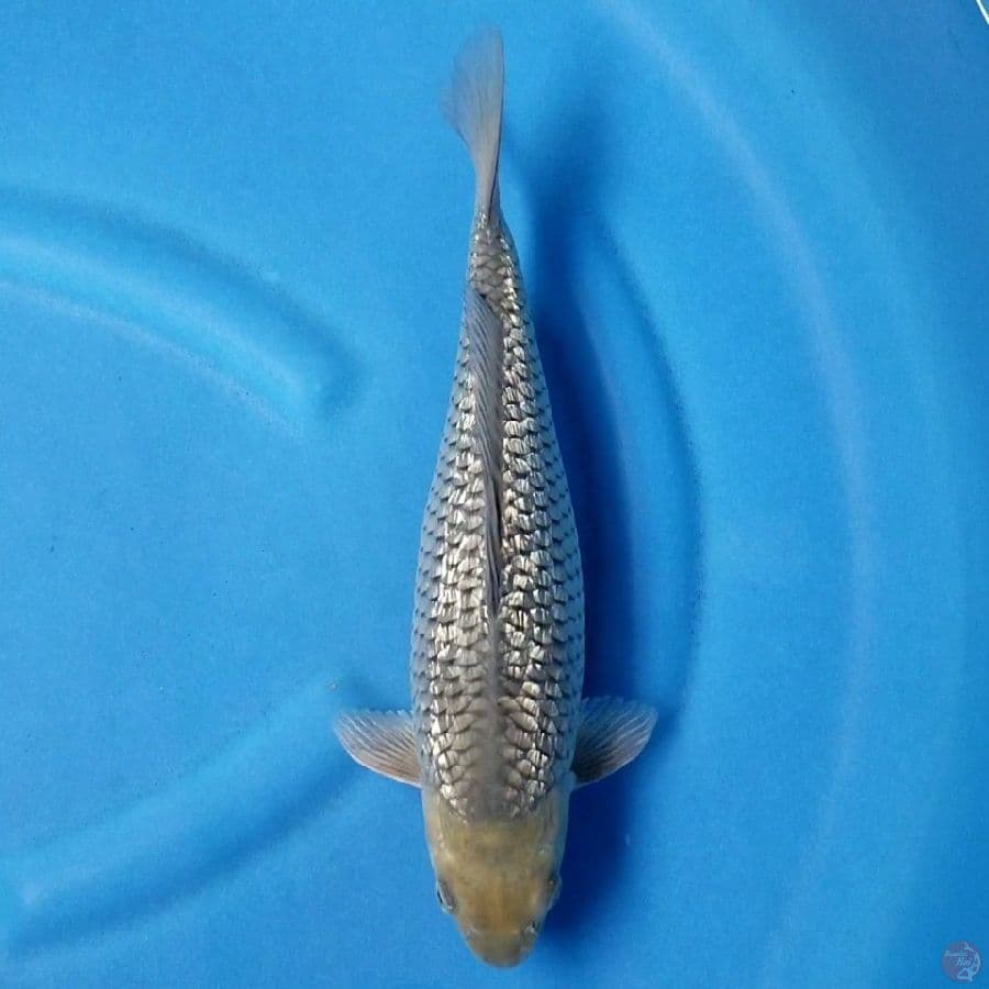 SORAGOI GINRIN 33 CM FM