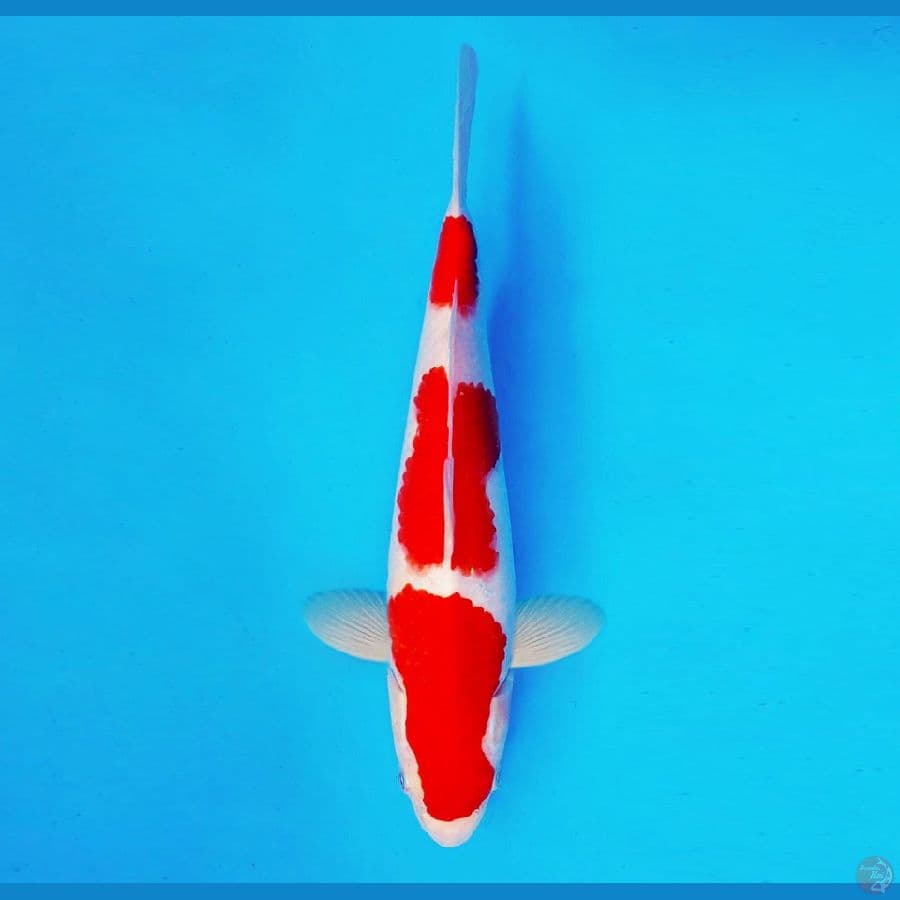 SAITAMA 1 ~ Kohaku 33 cm/male ™