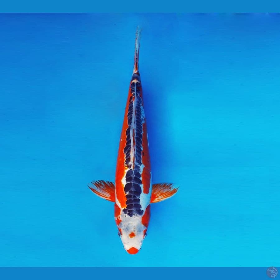 MAGURO 1 - Shusui 37 cm/male ®