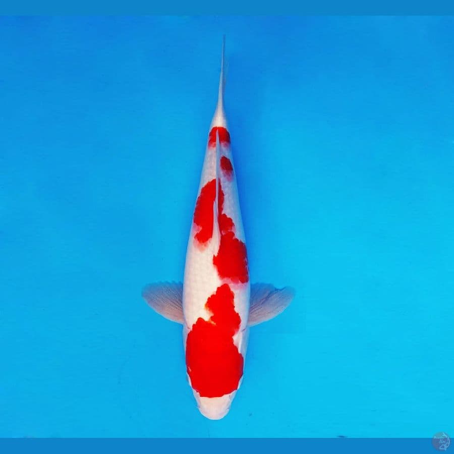 MAGURO 4 - Kohaku 34 cm/fm ®