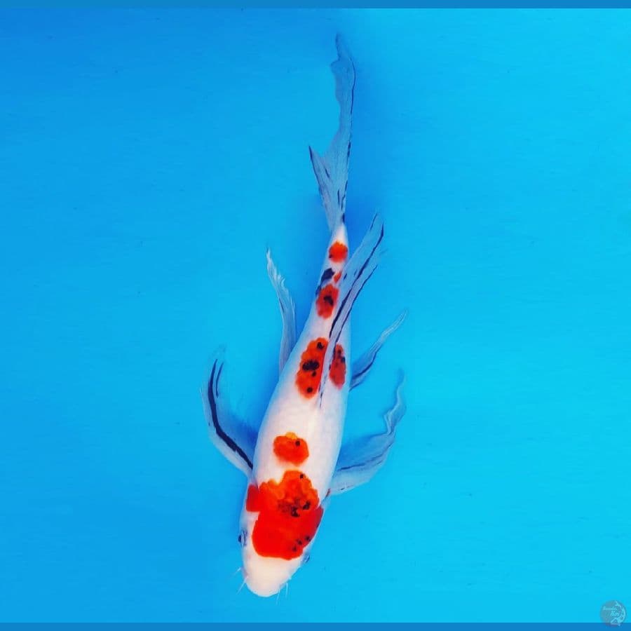 MAGURO 8 - Sanke Goromo kumpay 33 cm/fm ®