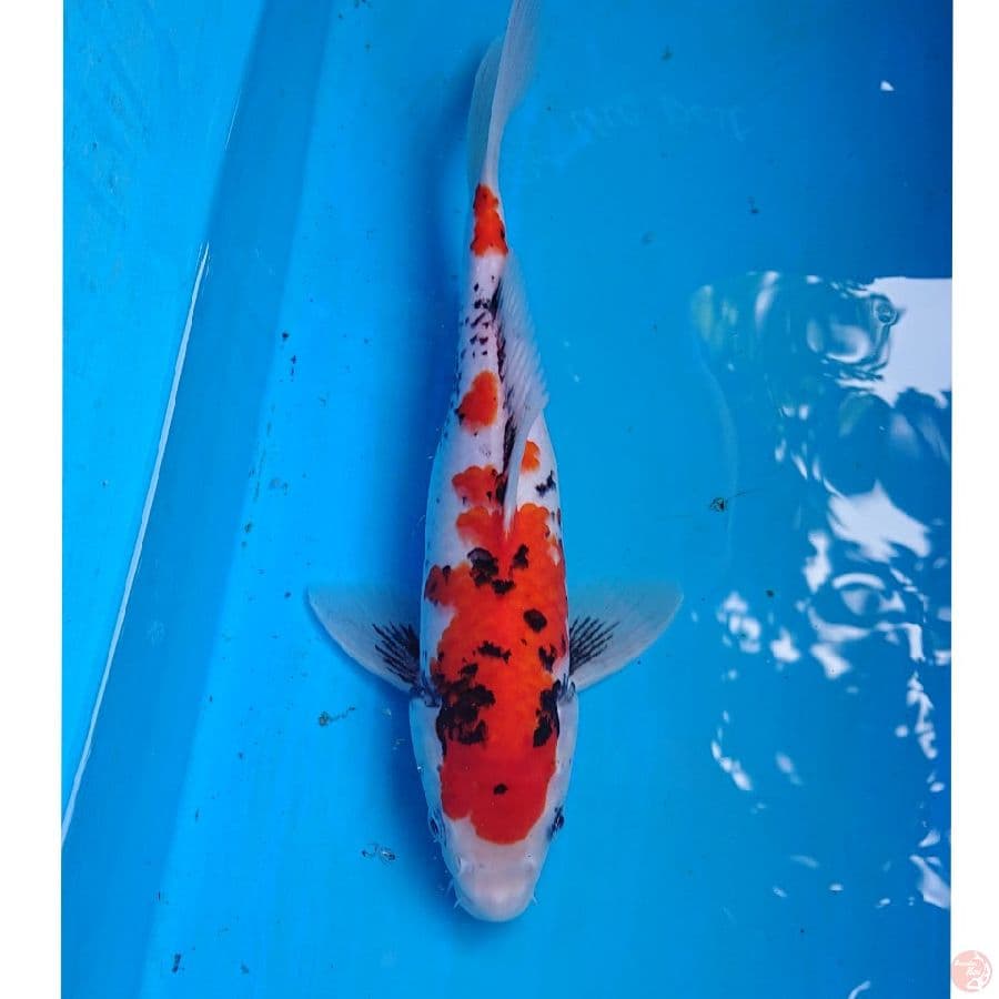 BENIMATSUKAWABAKE 26 CM