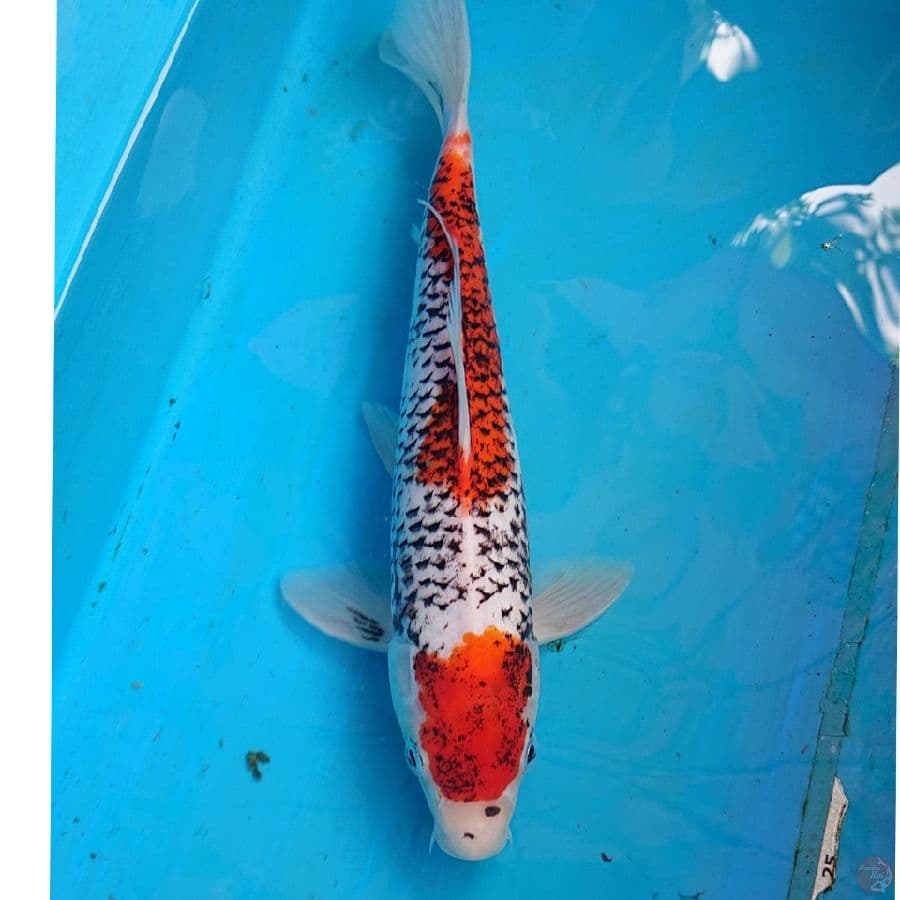 BENIMATSUKAWABAKE 27 CM