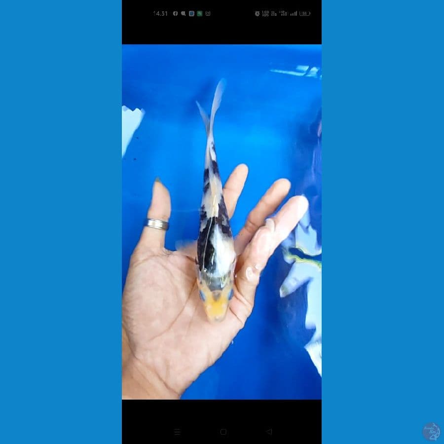 shiro 18 cm