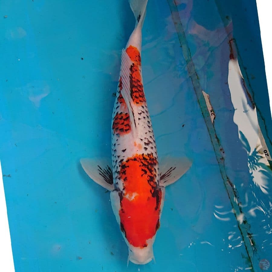 BENIMATSUKAWABAKE 27 CM