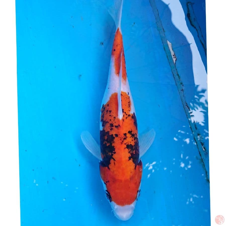 BENIMATSUKAWABAKE 27 CM