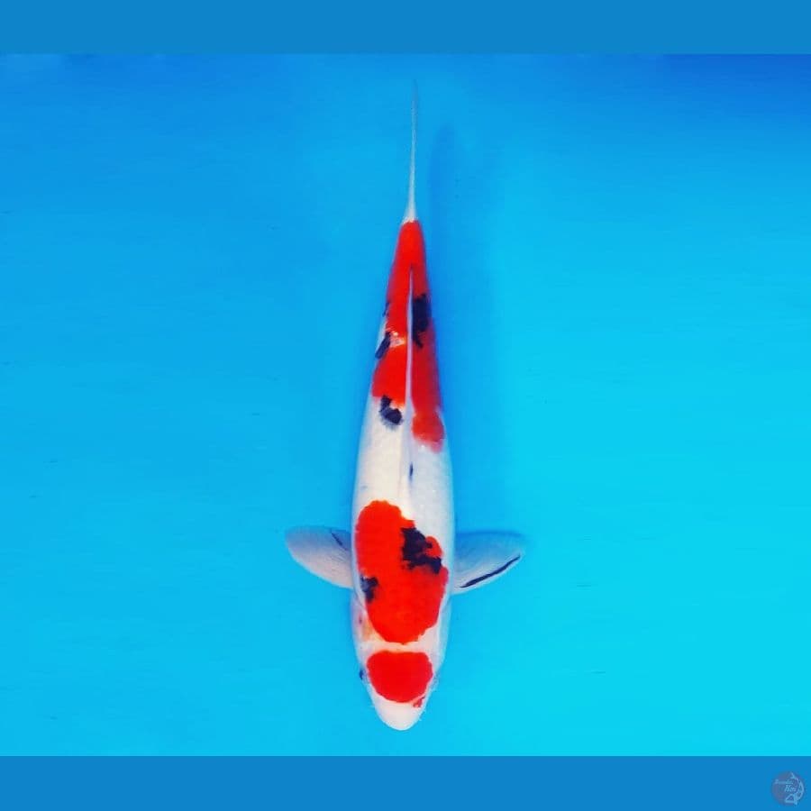 MAGURO 11 - Maruten Sanke 35 cm/male ®