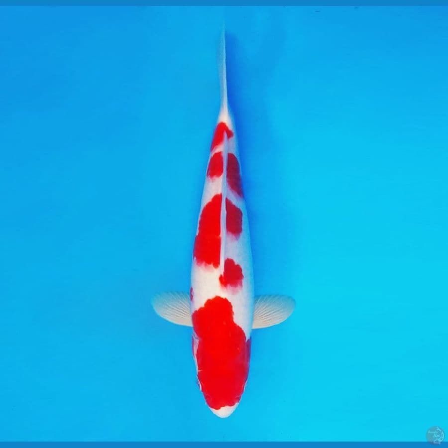 MAGURO 12 - Kohaku 31 cm/male ®