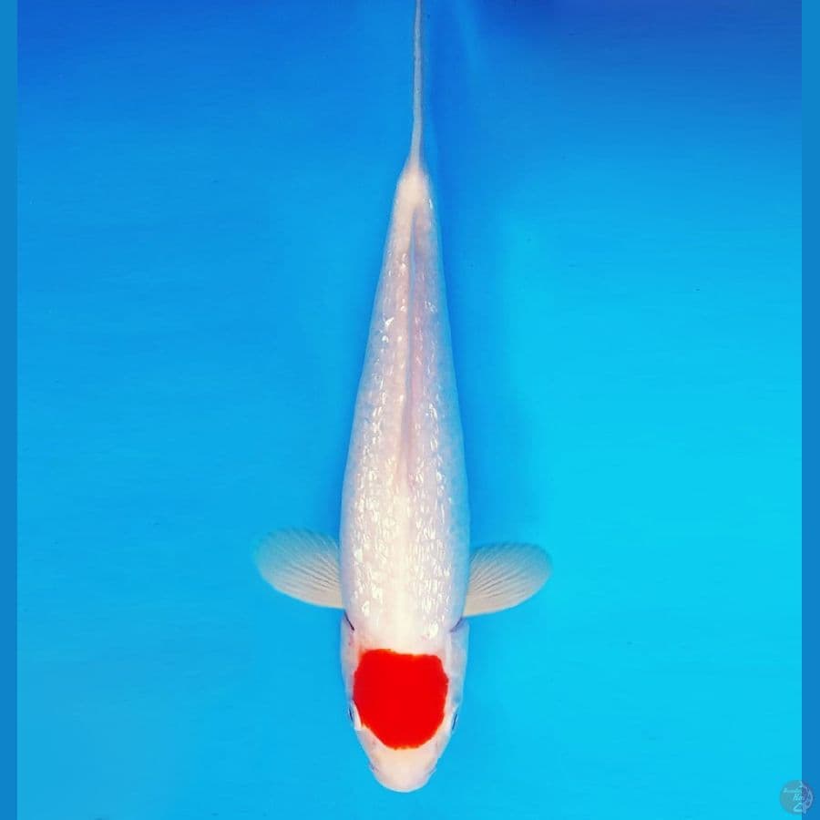 MAGURO 13 - Tancho Gin Rin 33 cm/fm ®