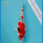 showa shot body male 29 cm