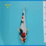 showa ginrin 28 cm
