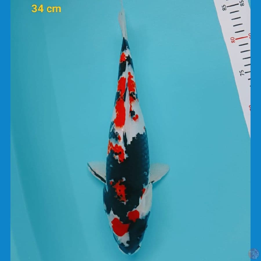 showa 34 cm