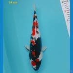 showa 34 cm