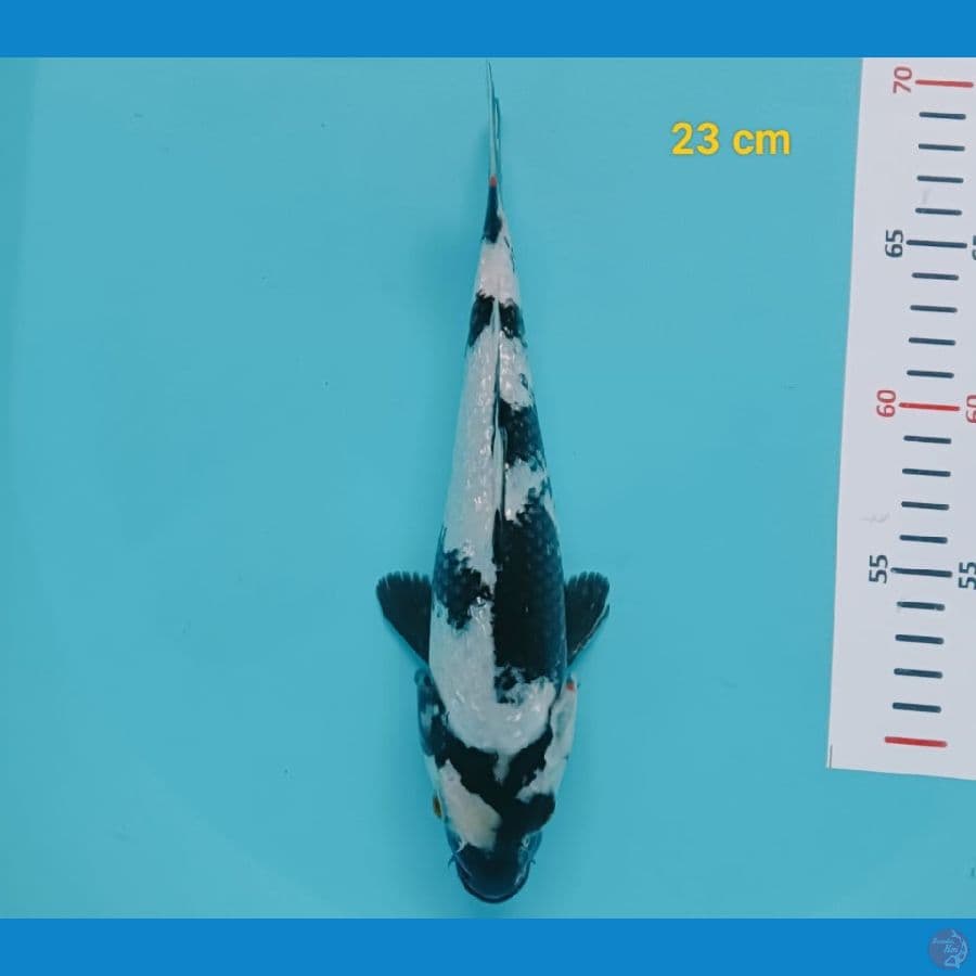 shiro ginrin 23 cm