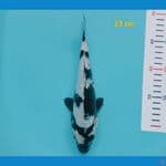 shiro ginrin 23 cm