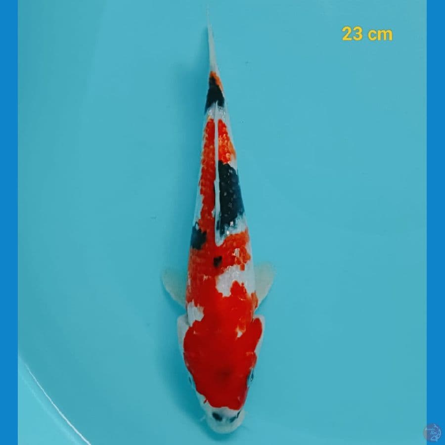 showa ginrin 23 cm
