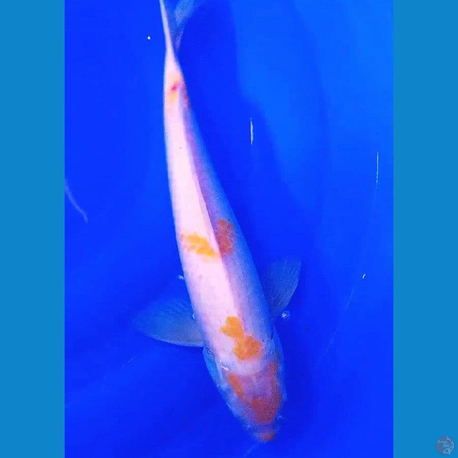 koyo mata merah M37 cm