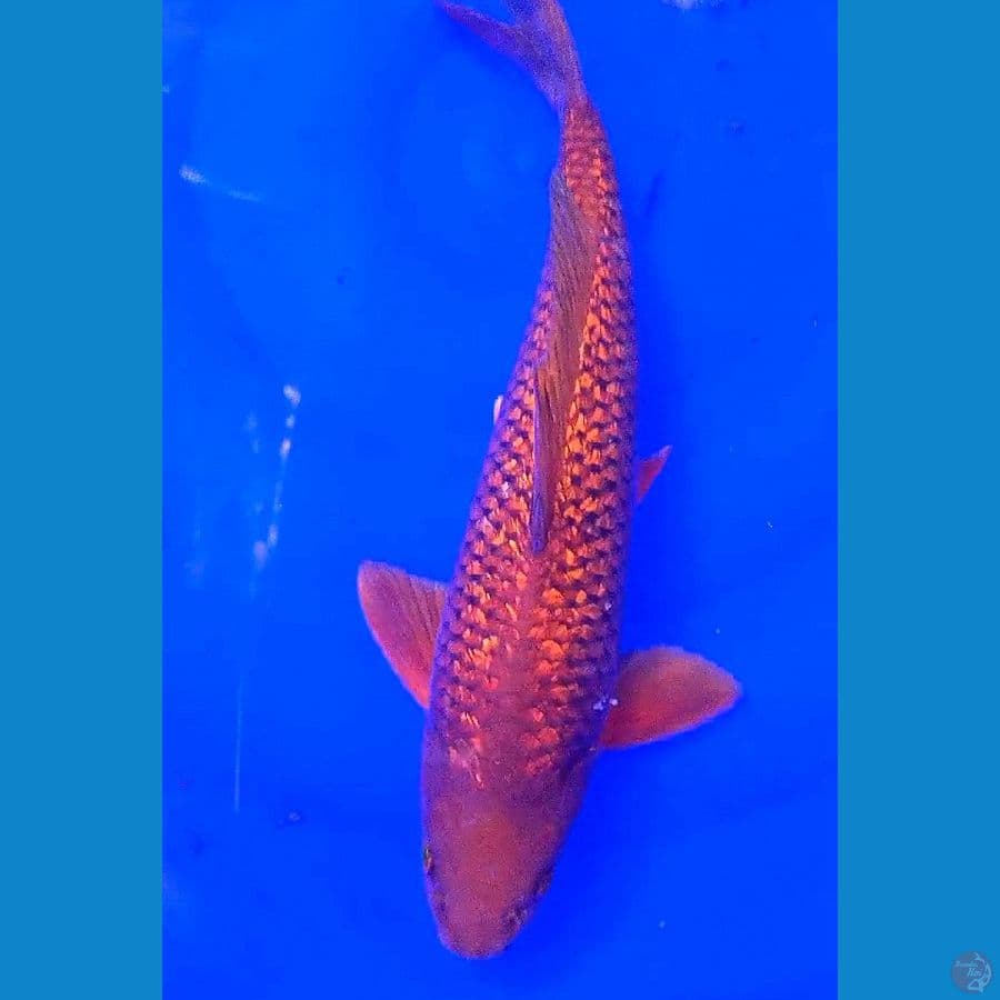 tembaga ginrin M 38 cm