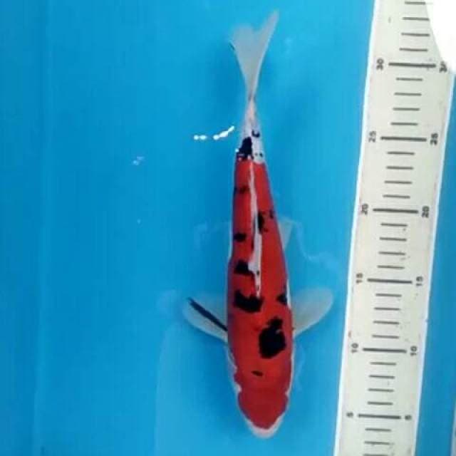 Sanke Doitsu 28 cm