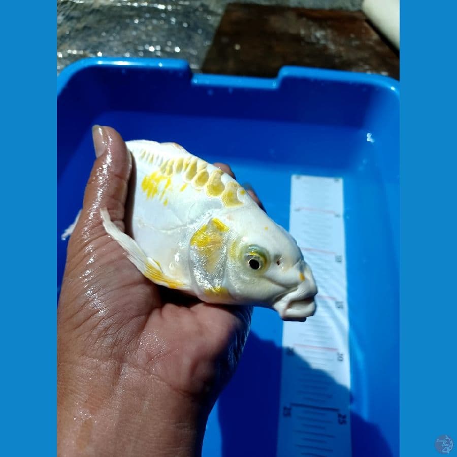 sotbodiy 24 cm male 