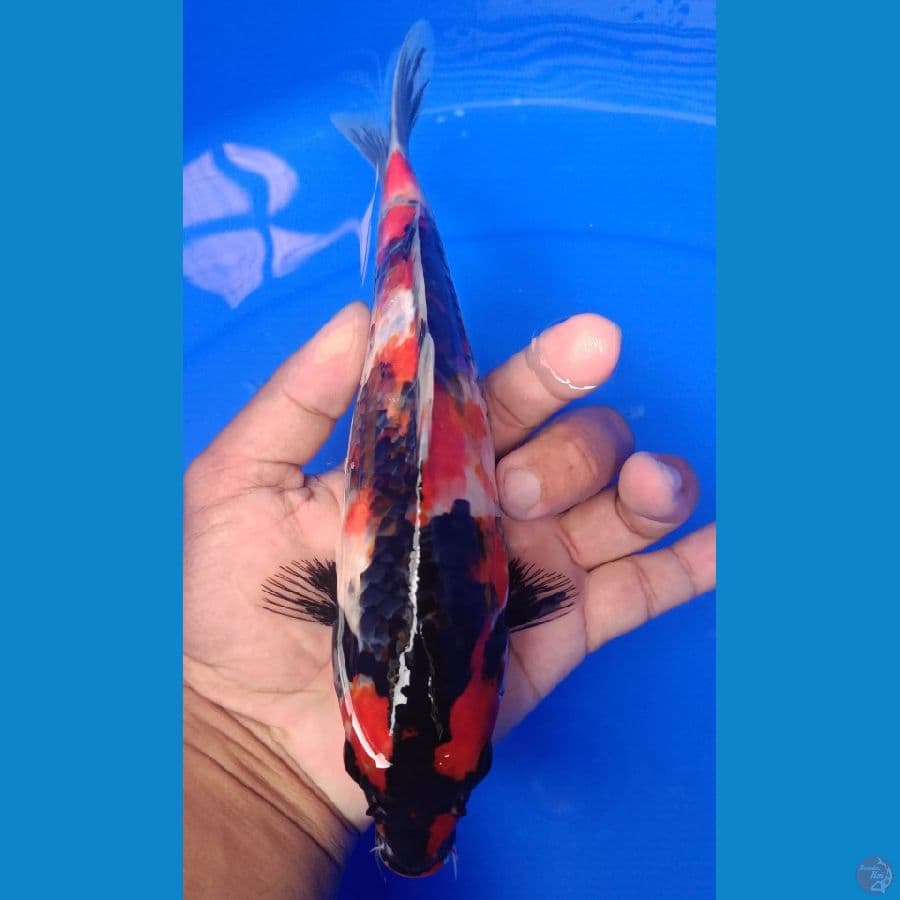 showa 25 cm