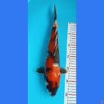 37cm SHOWA F