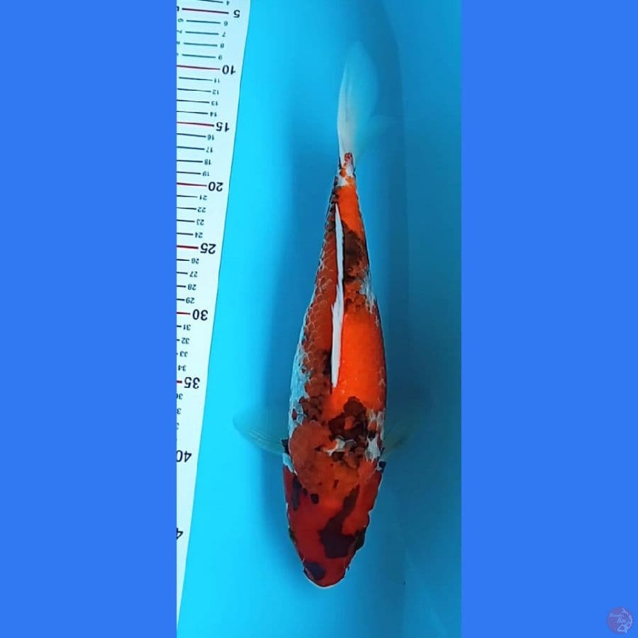 36cm SHOWA GLEDEK