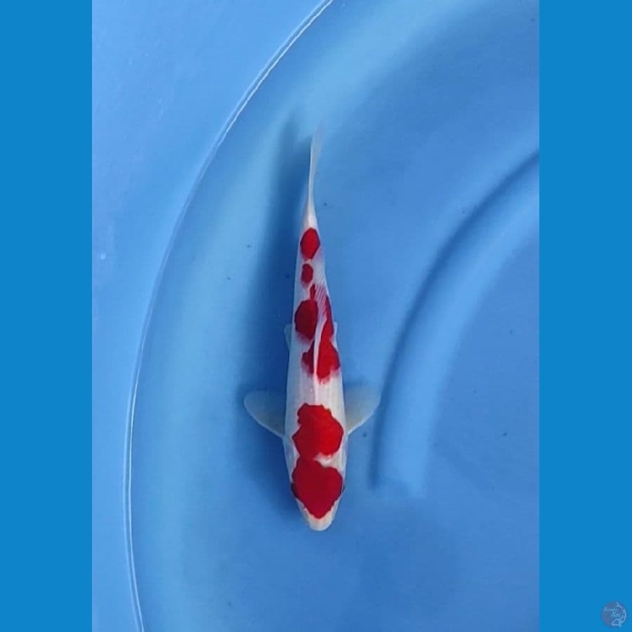 kohaku 30cm male