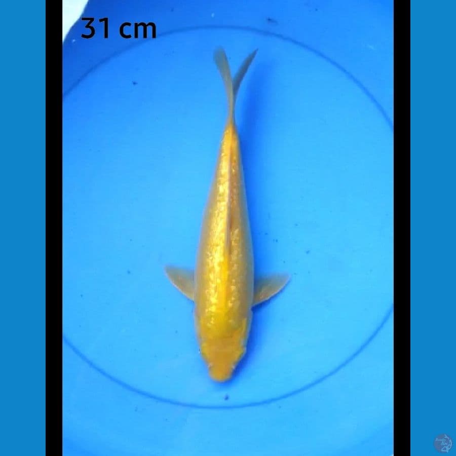 Karashi ginrin punuk mata merah 31 cm fm