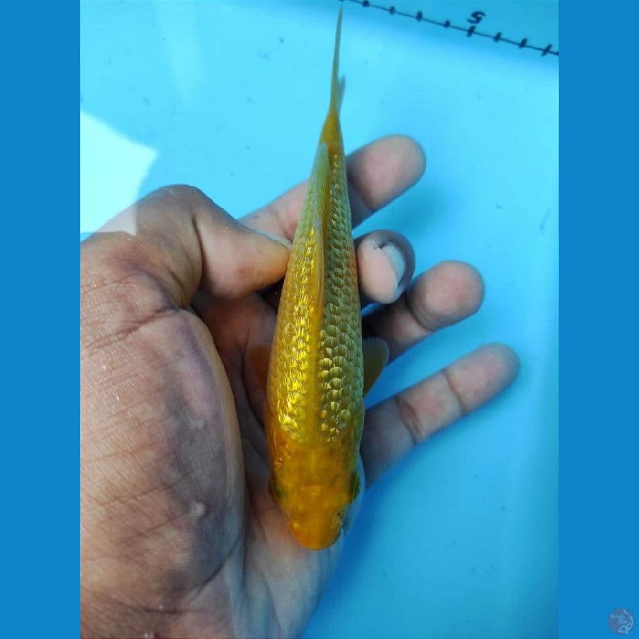 CARAMEL 15CM