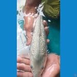 soragoi ginrin male 34cm