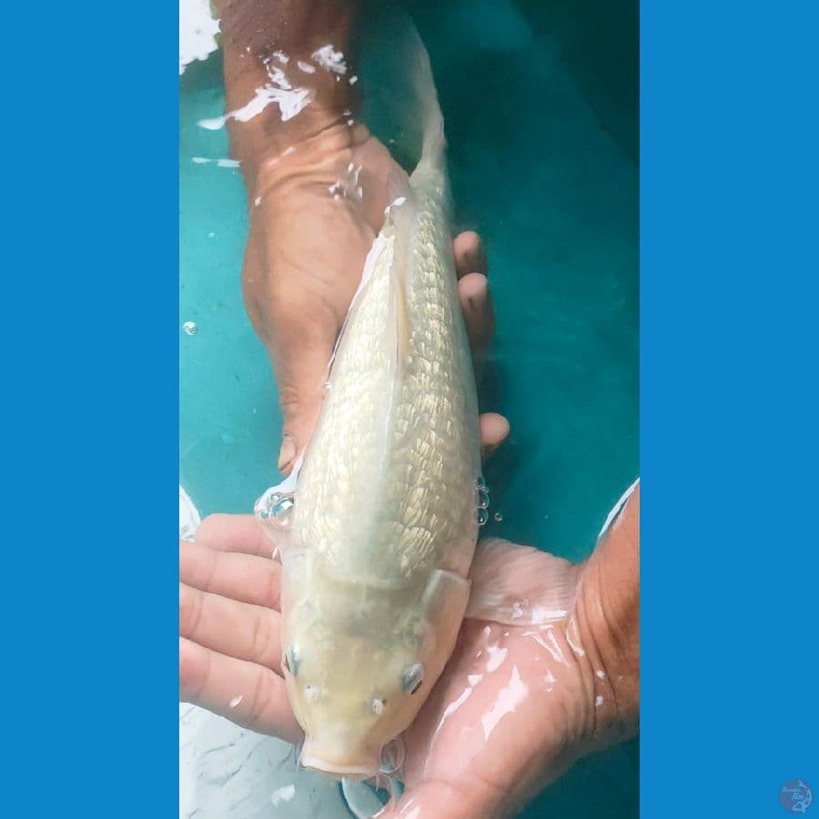 soraginrin body badak 33cm