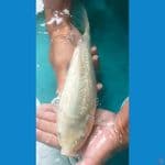 soraginrin body badak 33cm