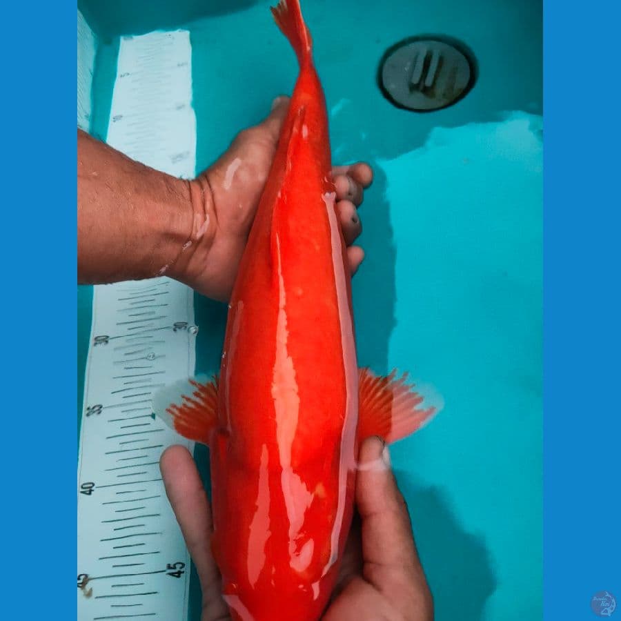 benigoi merah strong punuk 41cm male