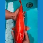 benigoi merah strong punuk 41cm male