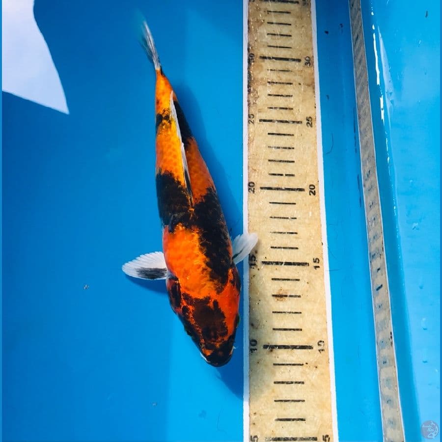 hishowa hikari 22cm