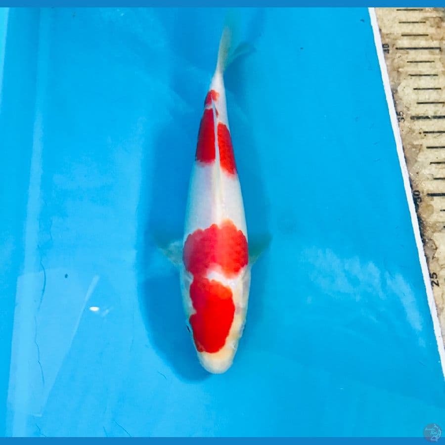 kohaku 18cm