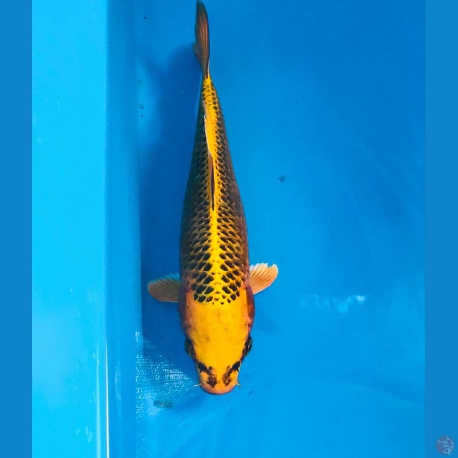 kin matsuba 22cm