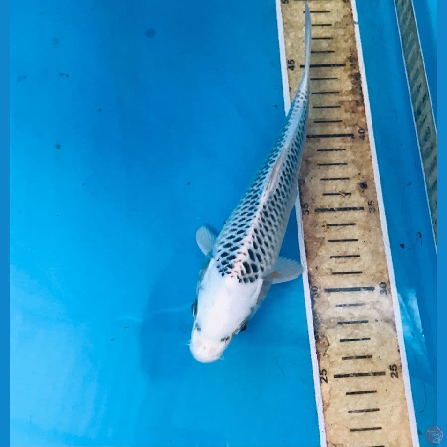 gin matsuba 22cm