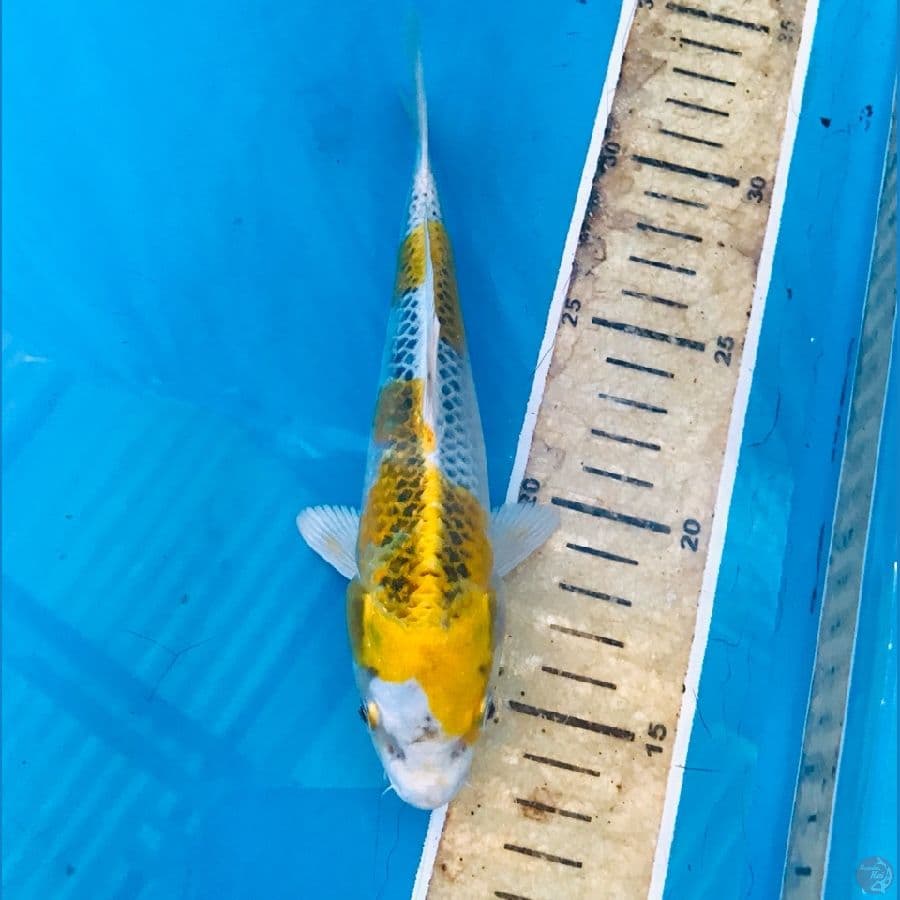 kujaku 18cm