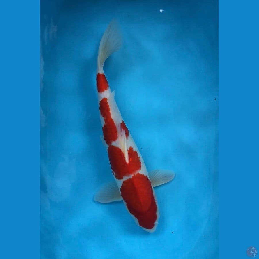 kohaku 45cm