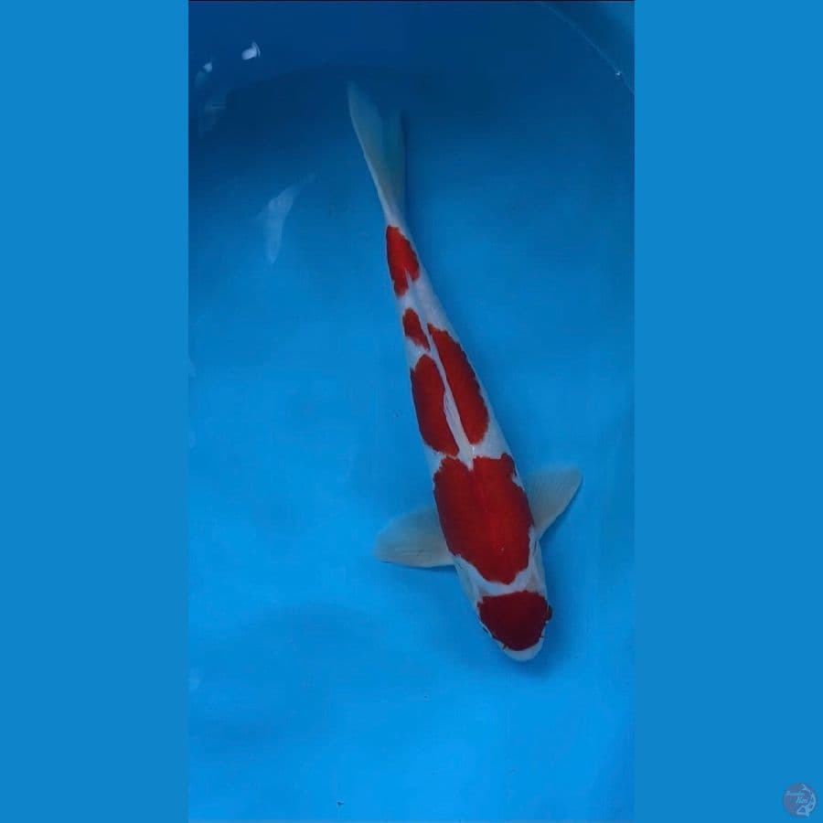 kohaku maruthen 40cm