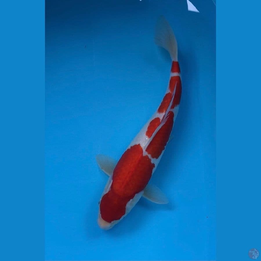 kohaku super 38cm