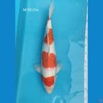 Kohaku Bocor Sumi Lokal 50 Cm Jantan