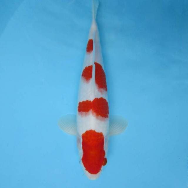 6. KOHAKU 6 STEPS,-