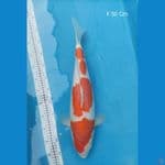Kohaku SQ Female 50Cm