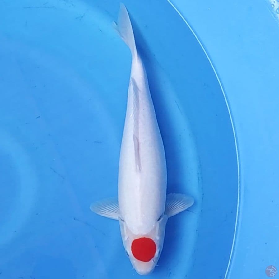 Tancho Cakep ~35 F