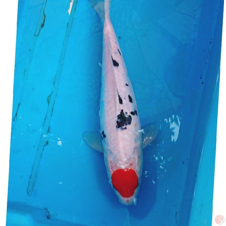 TANCHO DOITSU SANKE 33 CM