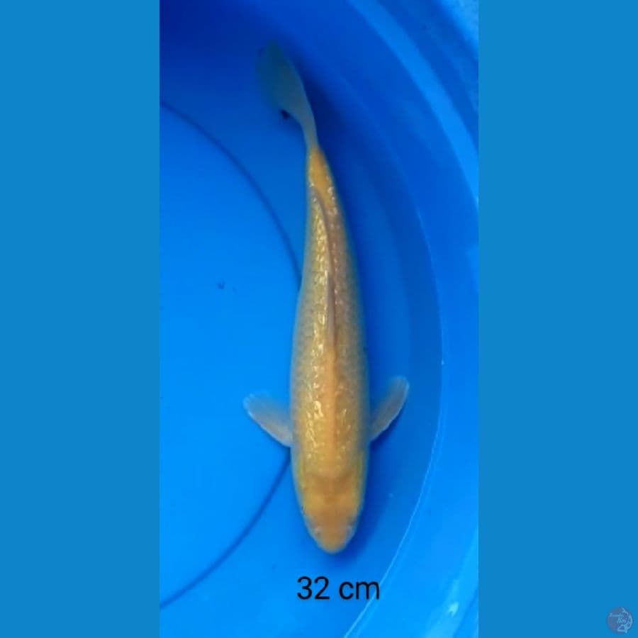 karashi ginrin mata merah 32 cm