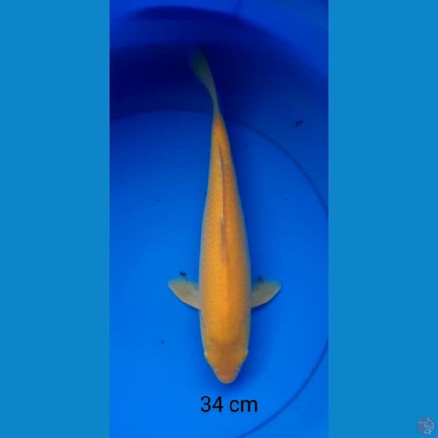 karashi mata merah 34 cm